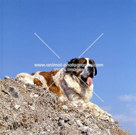 st bernard lying on the top of a stoney hill