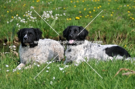 two Wetterhounds lying down