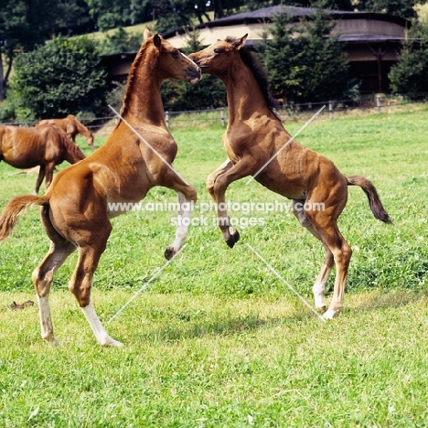 two Wurttemberger foals playing