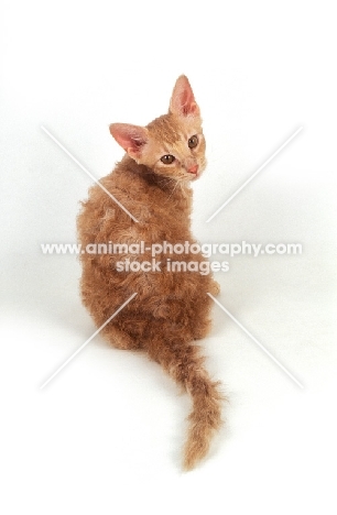 red coloured LaPerm cat