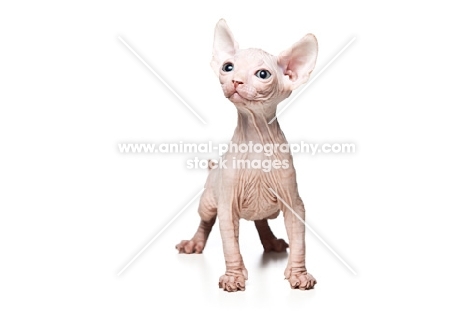 6 week old Sphynx kitten on white background