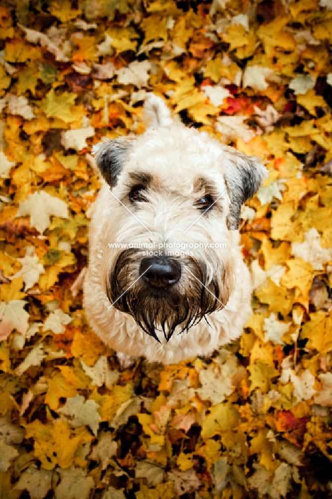 soft coated wheaten terrier sitting in leaves