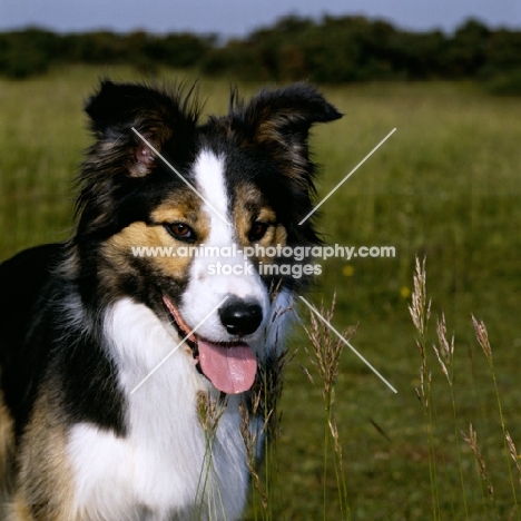 border collie, show dog,  
portrait