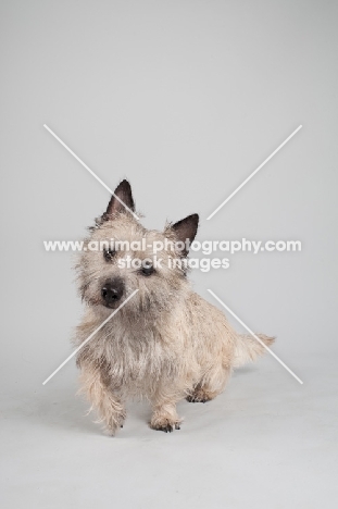 Portrait of a wheaten Cairn terrier on gray studio background.