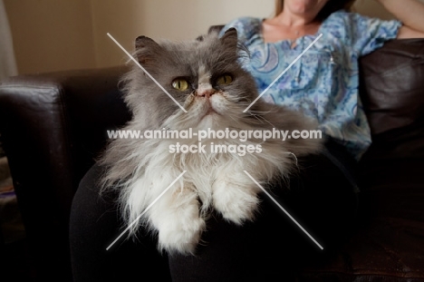 Persian cat on owner's knee