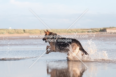 GSD running through sea water after a toy