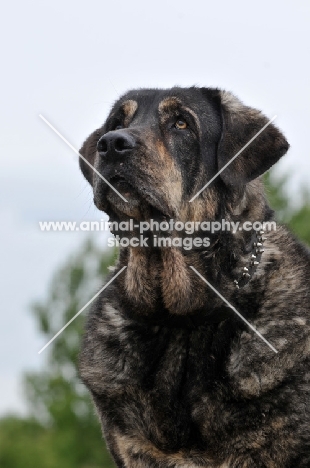 Spanish Mastiff (Mastin Espanol) looking up
