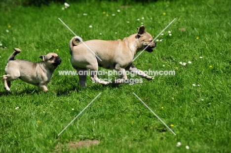 Retro Pug cross between pug and Parson Russell Terrier to improve breathing due to longer nose