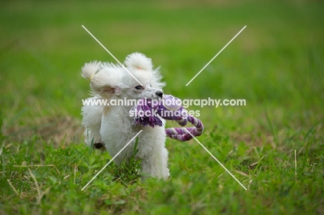 white miniature poodle retrieving a toy