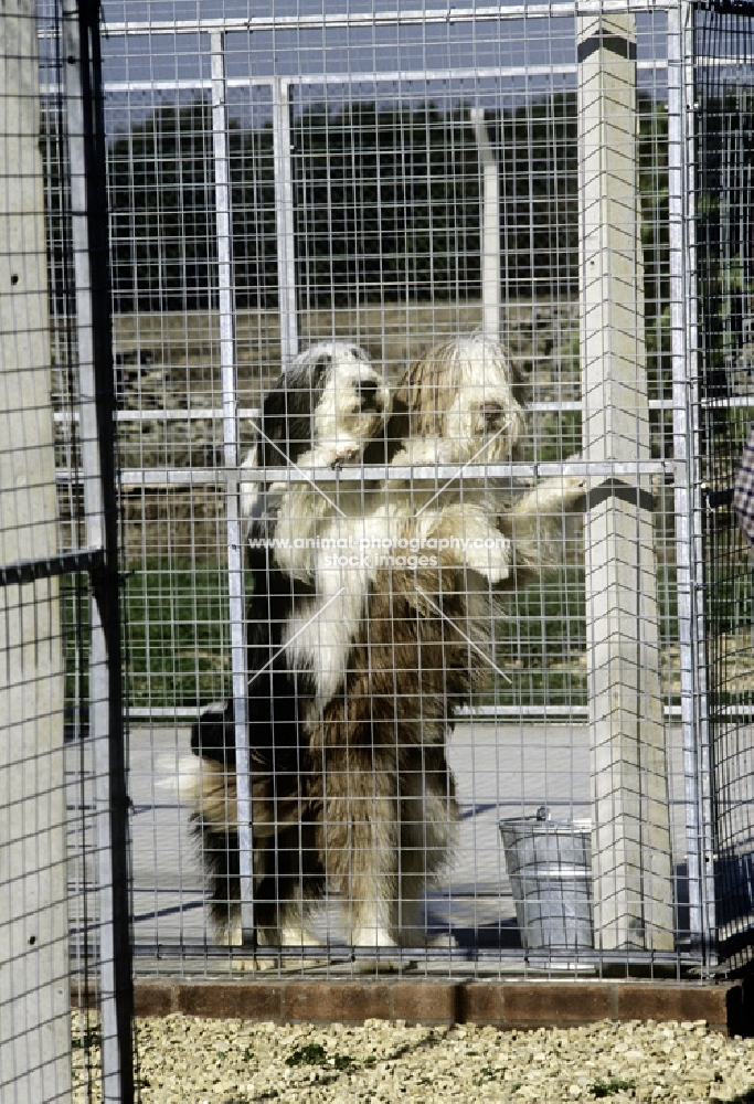 two bearded collies in quarentine kennels