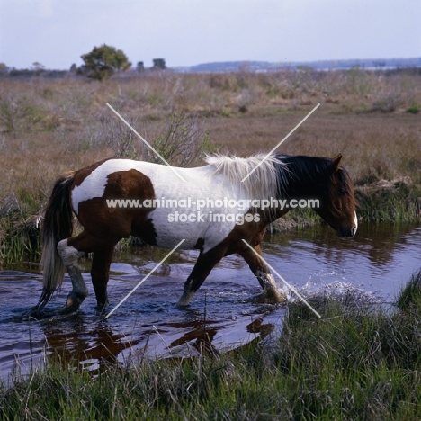 Chincoteague pony walking through water on assateague island