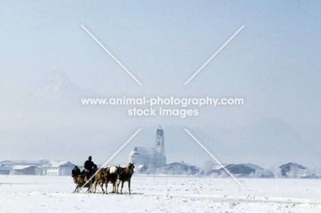 haflingers with sleigh at ebbs austria