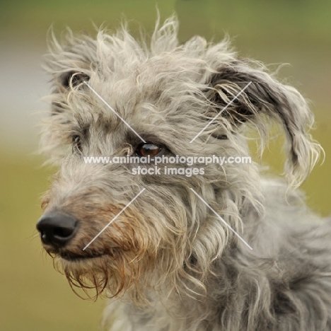 shaggy Lurcher