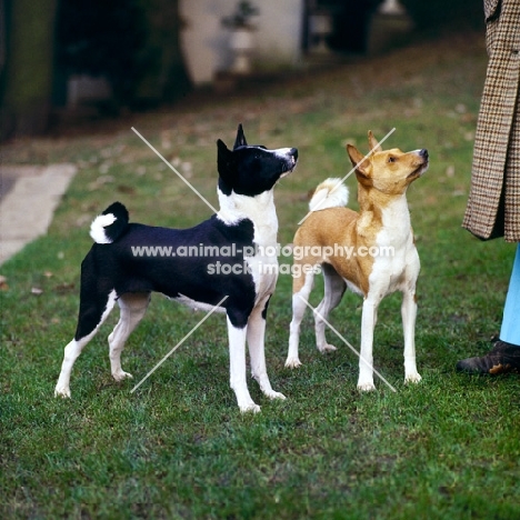 two basenjis standing on grass