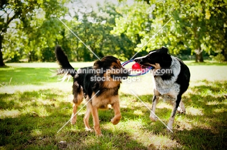 Mongrels playing with a ring