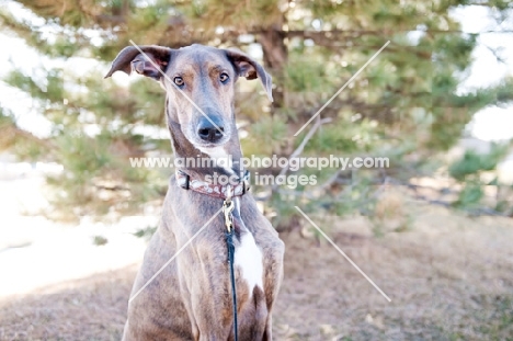 Portrait of a Greyhound x Great Dane.