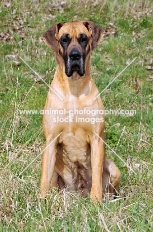 Great Dane sitting down