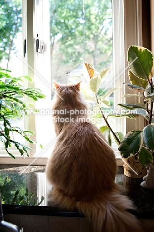 orange tabby looking out window