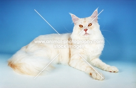 red silver shaded Maine Coon
