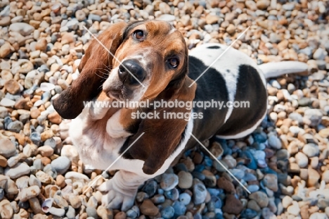 Basset hound on the beach shot from above looking at the camera