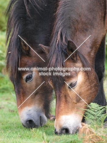two Exmoor ponies, grazing