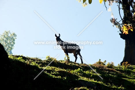 donkey standing on a hill