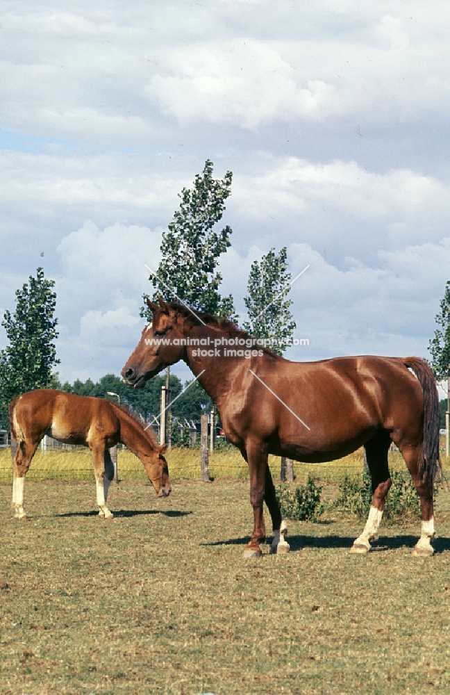 Gelderland mare, old type, and her foal in field in Holland