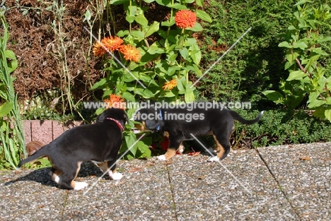 Entlebucher Sennenhund puppies exploring garden
