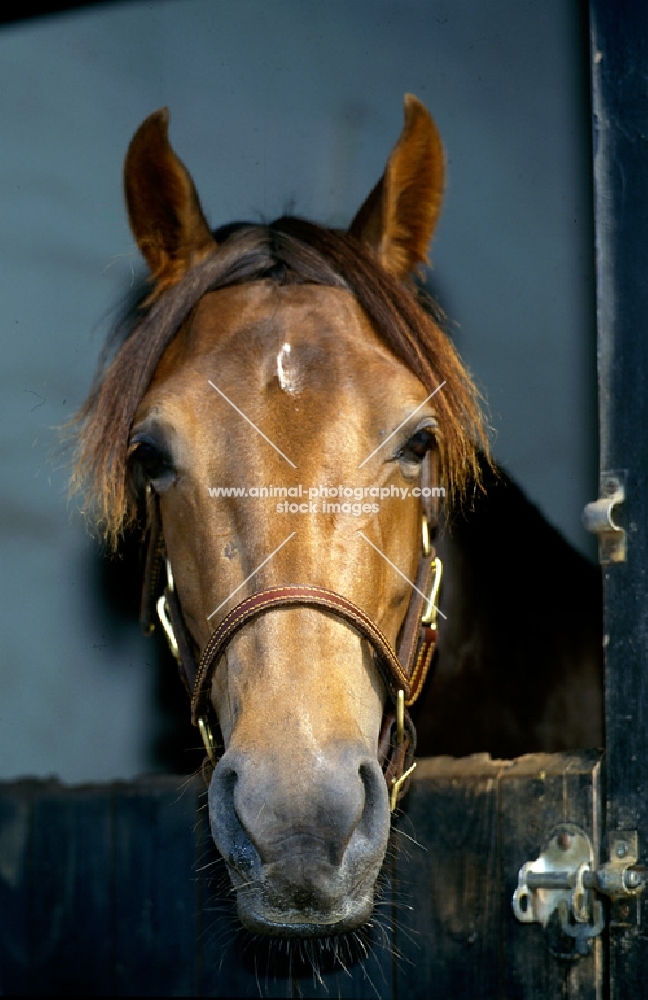 landside magnificent lady, morgan horse from original government stock, looking out of stable