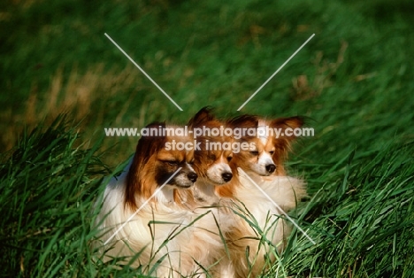 three papillons in grass