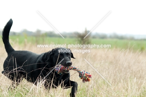 Pet Labrador retrieving rope toy in long grass