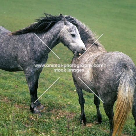 welsh ponies (section b) from pendock stud, mutual grooming