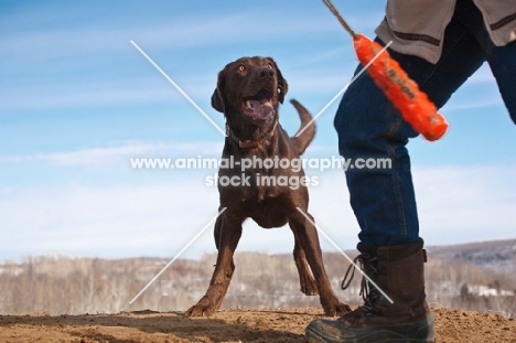 chocolate Labrador looking to owner in anticipation