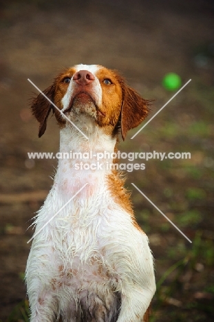 Brittany Spaniel, front view