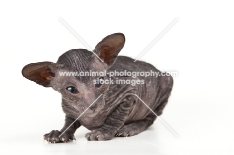 cute little Peterbald kitten