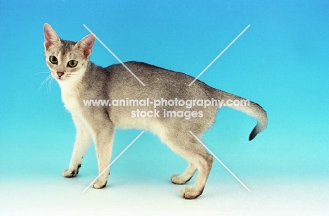 usual silver Abyssinian standing on blue background