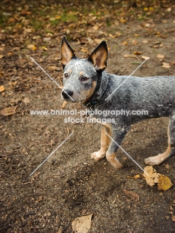 young blue Australian Cattle Dog