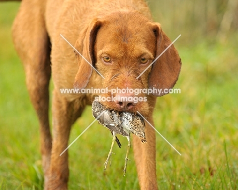 Hungarian Wirehaired Vizsla (aka Magyar Vizsla, Ungarisch Drahthaar) retrieving