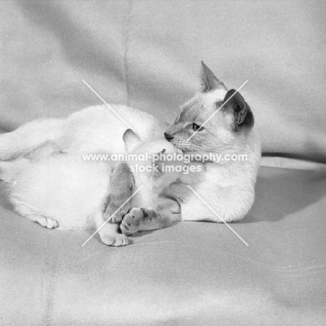 lilac point siamese cat holding and washing her kitten