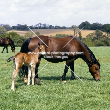 welsh cobs (section d), mare and foal