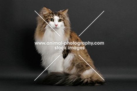 fluffy Norwegian Forest cat, Brown Mackerel Tabby & White