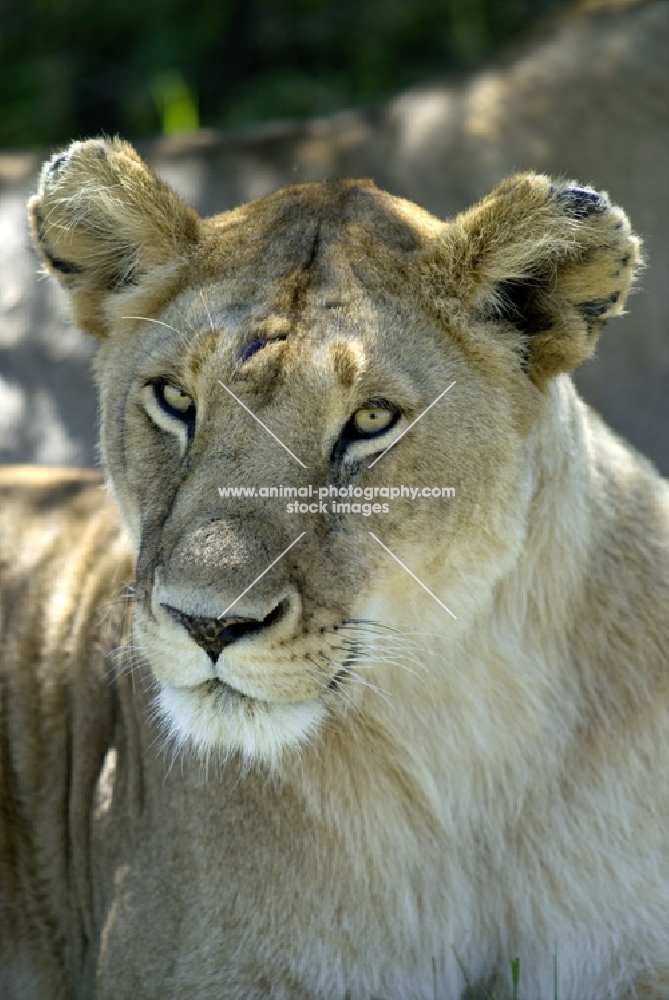 lioness portrait