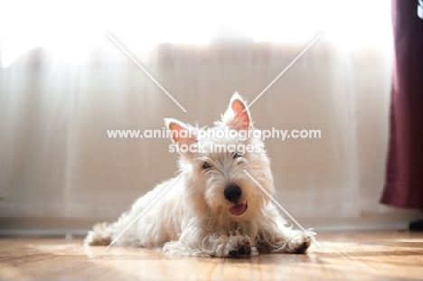 Ungroomed Scottish Terrier puppy laying on floor in sunshine.