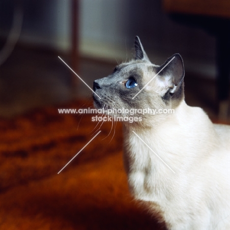 int pr ming-fu moongast, blue point siamese cat