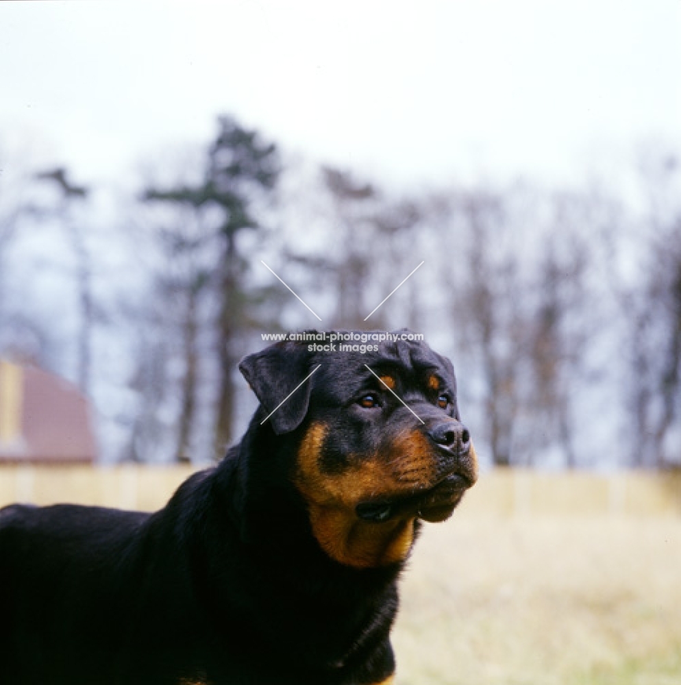 rottweiler from chesara kennels, headshot 