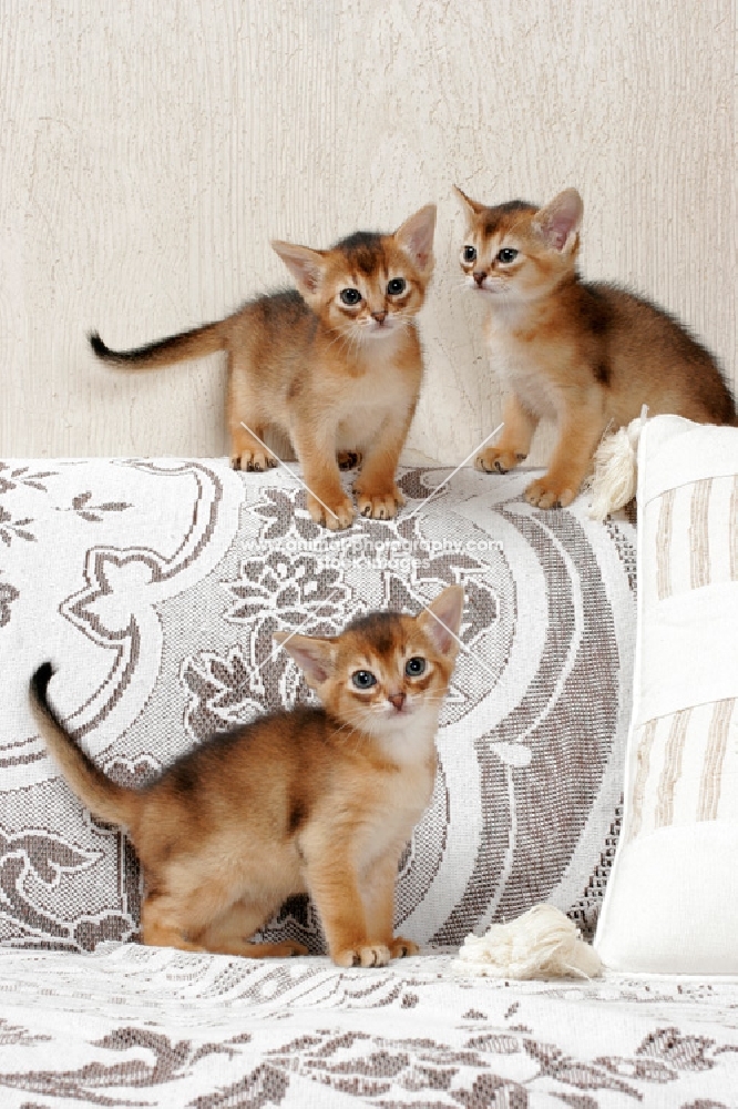 three kittens on a sofa