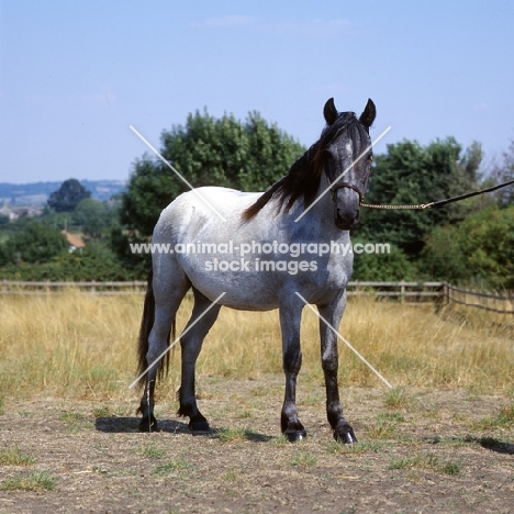 ruanne, welsh pony of cob type (section c)