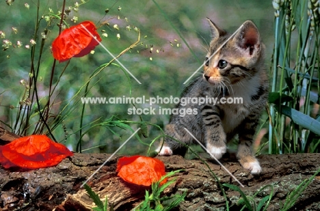 non pedigree tabby kitten looking at poppies
