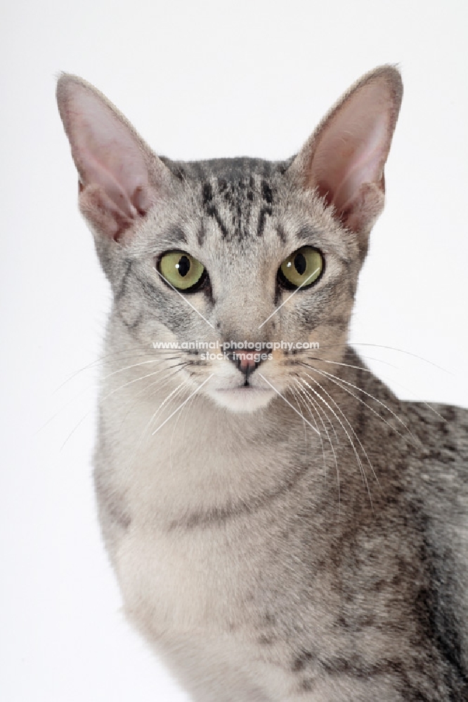 Oriental Shorthair portrait, Silver Spotted Tabby