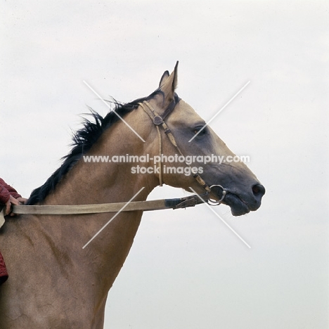 polotli, famous akhal teke stallion head and shoulders 